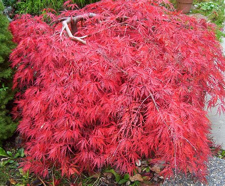 acero in autunno