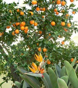 Agrumi da frutto e da ORNAMENTO