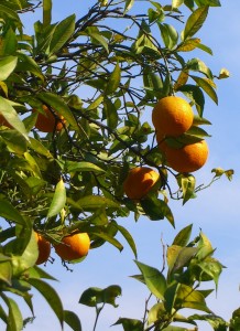 Innestare le piante