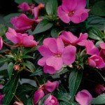 Impatiens Nuova Guinea Divine Impatiens Nuova Guinea Divine