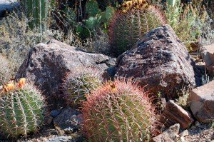 Piante grasse cure