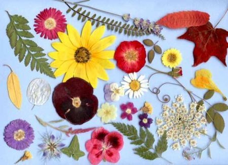 Fiori secchi
