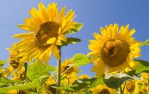 fiore del girasole