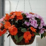 impatiens impatiens