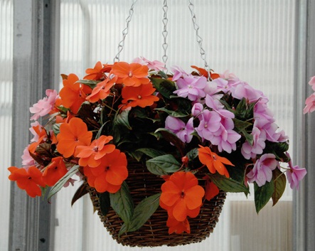 impatiens