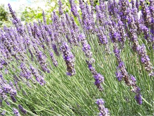 lavanda pianta officinale