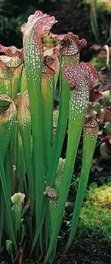 pianta carnivora