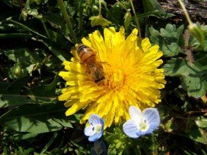 Tarassaco o taraxacum officinale 